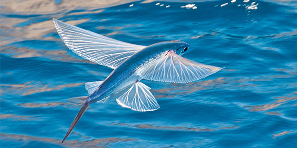 flyingfish-management